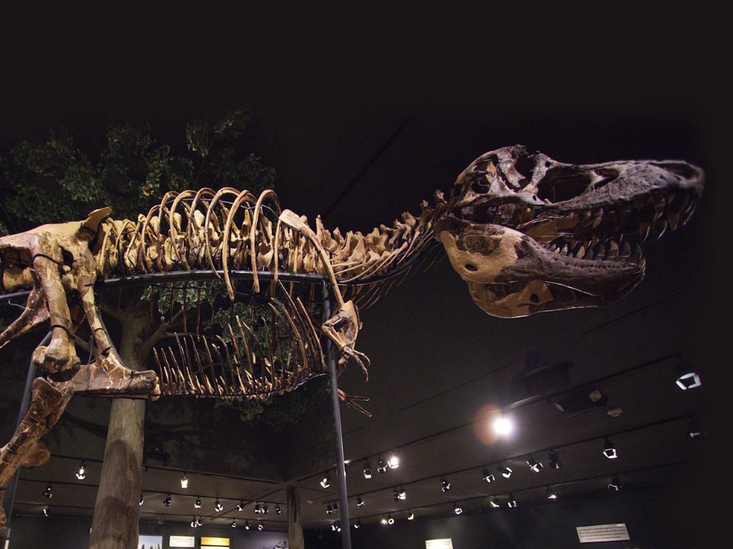 Large dinosaur skeleton displayed in a dark museum exhibit.