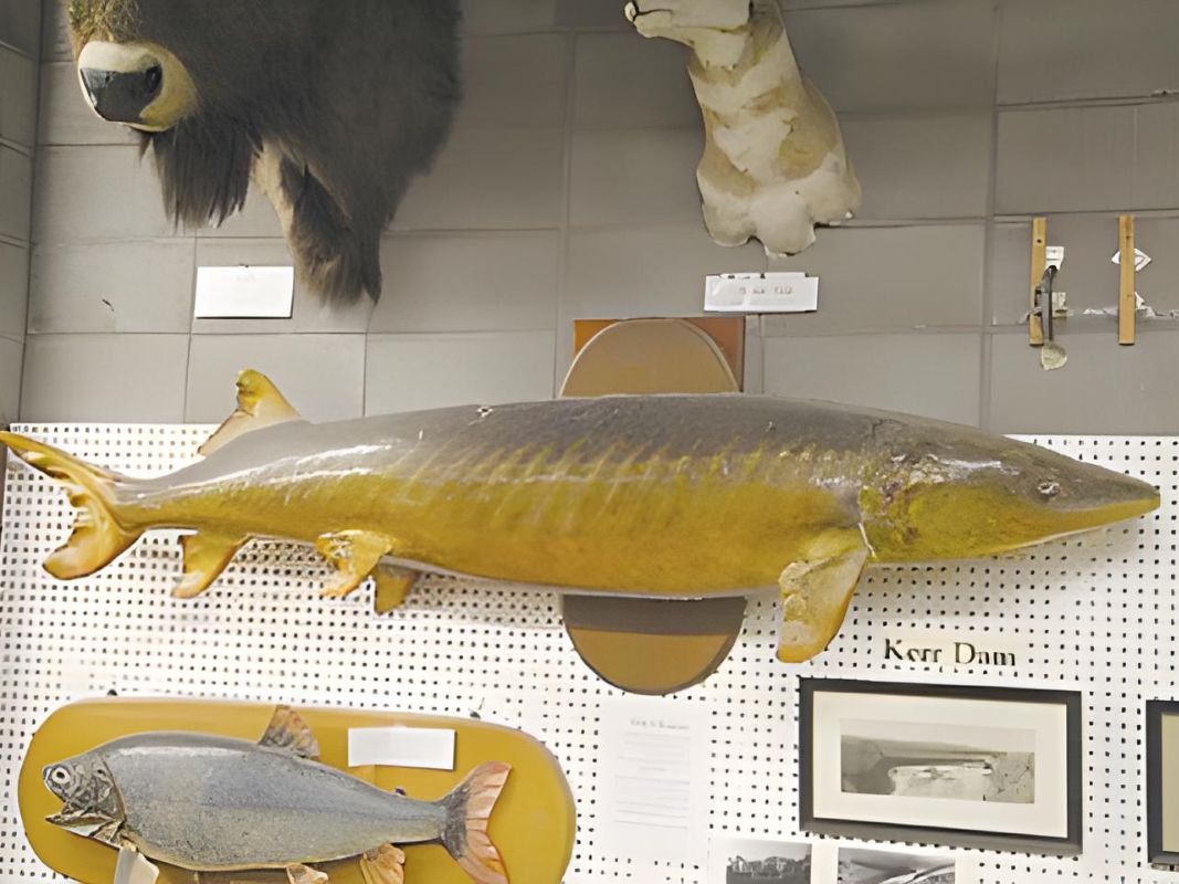 Mounted fish display in a museum with a large sturgeon as the centerpiece.