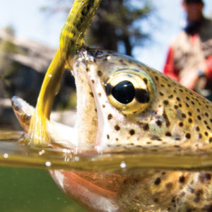 A close-up shot of a fish biting a lure just beneath the water's surface.