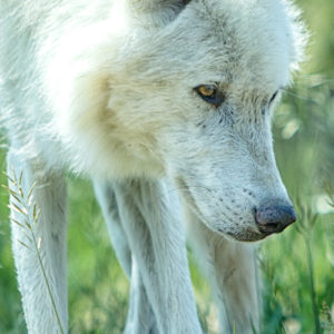 A white wolf stands majestically in a lush green field, surrounded by tall grass under a clear blue sky.