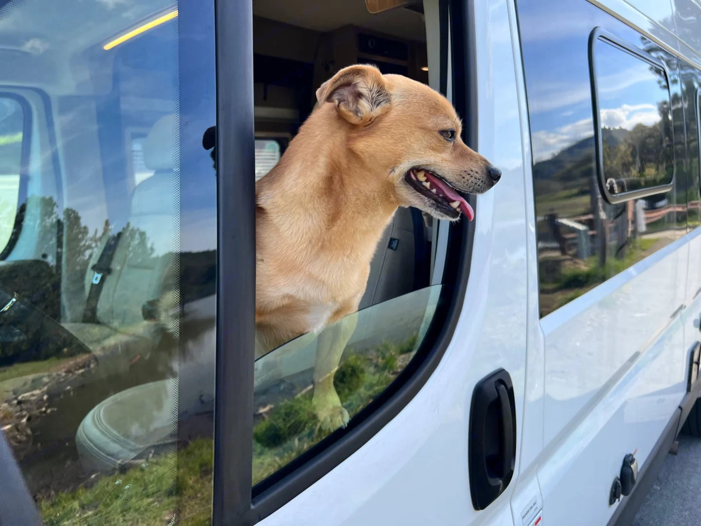  A cheerful tan dog with a smiling expression peeking out of a white van's passenger window, enjoying the view, with a reflection of the scenic countryside in the glass, capturing a moment of joy during a road trip.