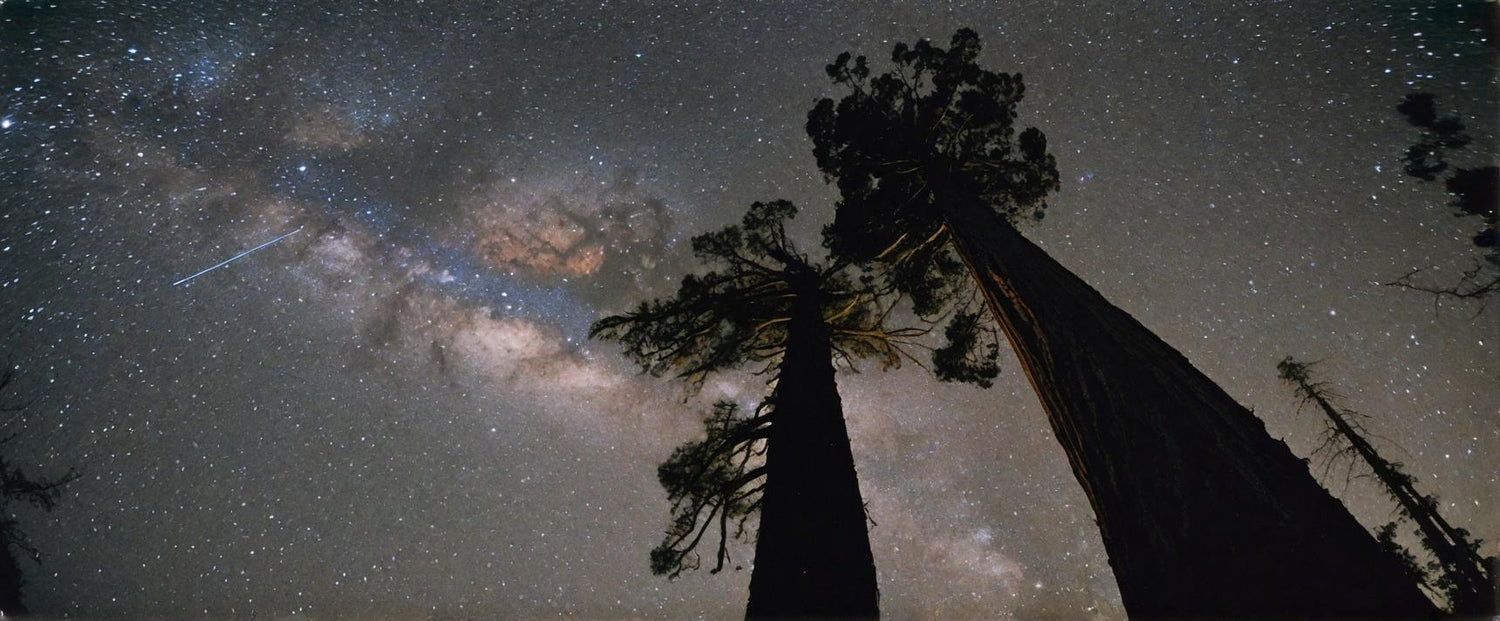 A panoramic nightscape showcasing towering sequoia trees silhouetted against a magnificent starry sky with visible Milky Way galaxy and a meteor streak, capturing the awe-inspiring beauty of the cosmos from a forest perspective.